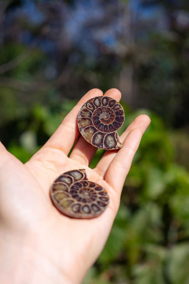 Ammonite Pair